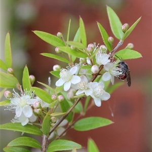 Lasioglossum (Parasphecodes) sp. (genus & subgenus) (Halictid bee) at Wanniassa, ACT by LPadg