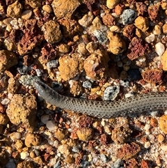 Unidentified Legless Lizard at Kalbarri National Park, WA - 26 Sep 2024 by GG