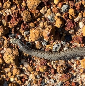 Unidentified Legless Lizard at Kalbarri National Park, WA by GG