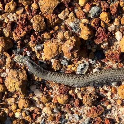 Unidentified Legless Lizard at Kalbarri National Park, WA - 26 Sep 2024 by GG