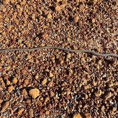 Delma grayii at suppressed - 26 Sep 2024 08:19 AM