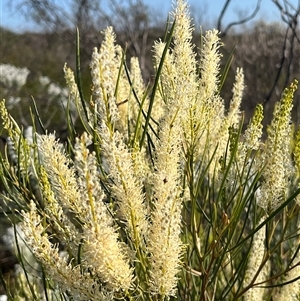 Unidentified Plant at Kalbarri National Park, WA by GG