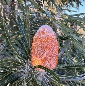 Unidentified Plant at Kalbarri National Park, WA by GG