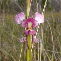 Diuris diminuta at Penrose, NSW - 28 Oct 2024 by RobG1