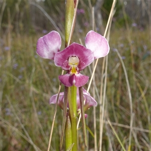 Diuris diminuta at Penrose, NSW by RobG1