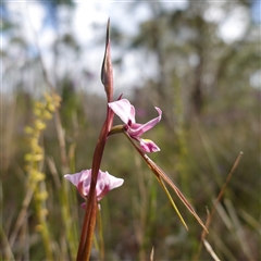 Diuris diminuta at Penrose, NSW - suppressed