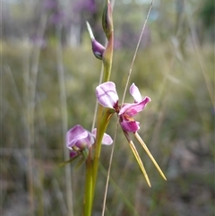 Diuris diminuta at Penrose, NSW - suppressed