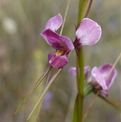 Diuris diminuta at Penrose, NSW - suppressed