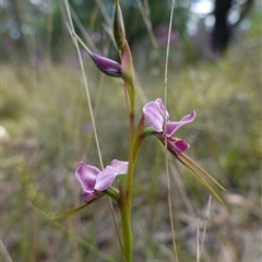 Diuris diminuta at Penrose, NSW - suppressed