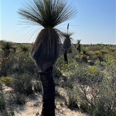 Unverified Plant at Kalbarri National Park, WA - 26 Sep 2024 by GG