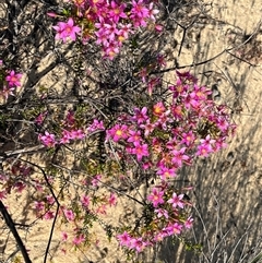 Unverified Plant at Kalbarri National Park, WA - 26 Sep 2024 by GG