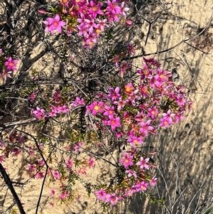 Unidentified Plant at Kalbarri National Park, WA by GG