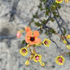 Unverified Plant at Kalbarri National Park, WA - 26 Sep 2024 by GG