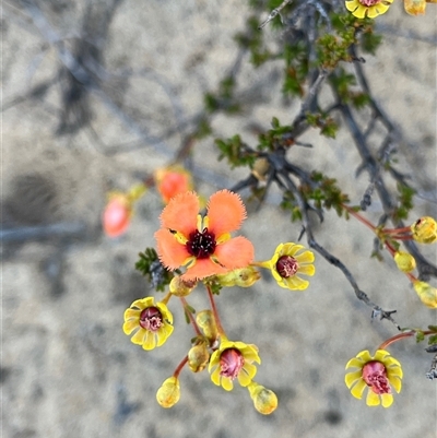 Unverified Plant at Kalbarri National Park, WA - 26 Sep 2024 by GG