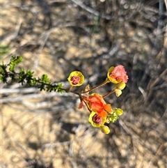 Unverified at suppressed - suppressed