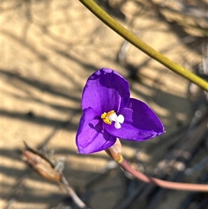 Unidentified Plant at Kalbarri National Park, WA by GG