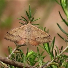 Scopula rubraria (Reddish Wave, Plantain Moth) at Kingsdale, NSW - 11 Nov 2024 by glbn1