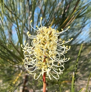 Unidentified Plant at Kalbarri National Park, WA by GG