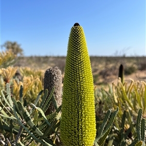 Unidentified Plant at Kalbarri National Park, WA by GG