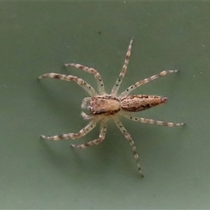 Helpis sp. (genus) (Unidentified Bronze Jumping Spider) at Goulburn, NSW by glbn1