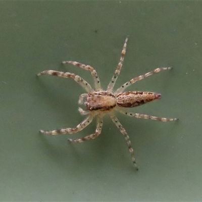 Helpis sp. (genus) (Unidentified Bronze Jumping Spider) at Goulburn, NSW - 13 Nov 2024 by glbn1