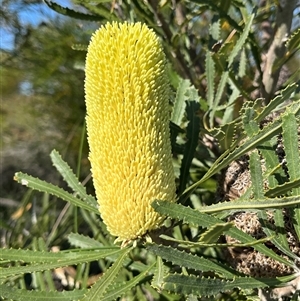 Unidentified Plant at Kalbarri National Park, WA by GG