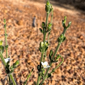 Unidentified Plant at Kalbarri National Park, WA by GG