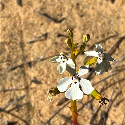 Unverified Plant at Kalbarri National Park, WA - 26 Sep 2024 by GG