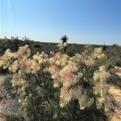 Unverified Plant at Kalbarri National Park, WA - 26 Sep 2024 by GG