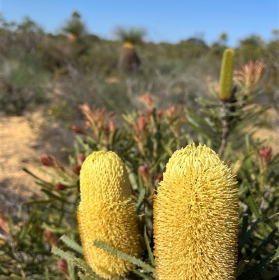 Unverified Plant at Kalbarri National Park, WA - 26 Sep 2024 by GG
