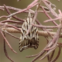 Tortricopsis aulacois (A Concealer moth) at Kingsdale, NSW - 10 Nov 2024 by glbn1