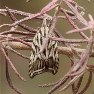 Tortricopsis aulacois at Kingsdale, NSW - suppressed