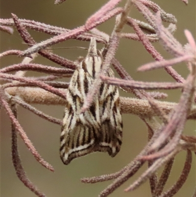Tortricopsis aulacois (A Concealer moth (Wingia group)) at Kingsdale, NSW - 11 Nov 2024 by glbn1