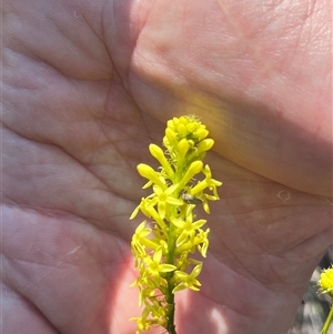 Unidentified Plant at Kalbarri National Park, WA by GG