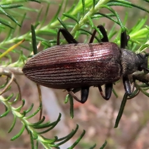 Homotrysis cisteloides at Kingsdale, NSW - suppressed