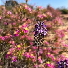 Unverified Plant at Kalbarri National Park, WA - 26 Sep 2024 by GG