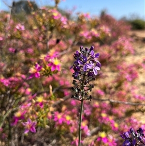 Unidentified Plant at Kalbarri National Park, WA by GG