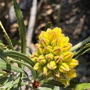 Unidentified Plant at Kalbarri National Park, WA by GG