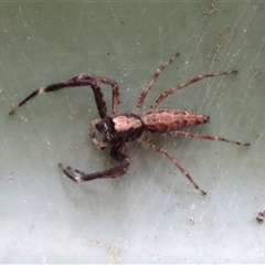 Helpis minitabunda (Threatening jumping spider) at Goulburn, NSW - 9 Nov 2024 by glbn1