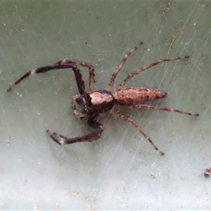 Helpis minitabunda (Threatening jumping spider) at Goulburn, NSW by glbn1