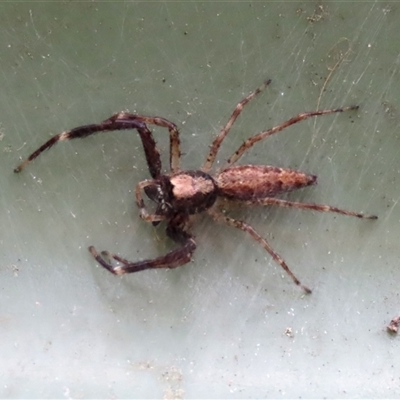 Helpis minitabunda (Threatening jumping spider) at Goulburn, NSW - 8 Nov 2024 by glbn1