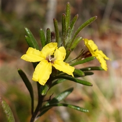 Goodenia heterophylla subsp. montana (Variable Goodenia) at Penrose, NSW by RobG1