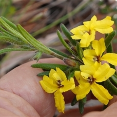 Goodenia heterophylla subsp. montana at Penrose, NSW - suppressed