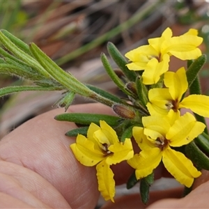 Goodenia heterophylla subsp. montana at Penrose, NSW - suppressed