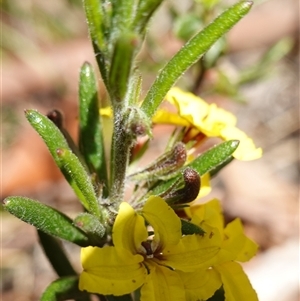Goodenia heterophylla subsp. montana at Penrose, NSW - suppressed