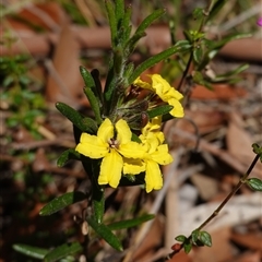 Goodenia heterophylla subsp. montana at Penrose, NSW - suppressed