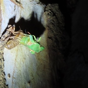 Cyclochila australasiae at Goulburn, NSW - 9 Nov 2024