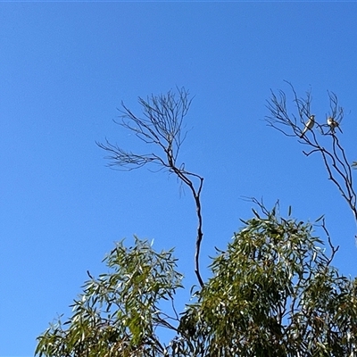 Unidentified Bird at Kalbarri, WA - 25 Sep 2024 by GG