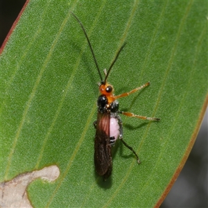 Braconidae (family) at Freshwater Creek, VIC by WendyEM