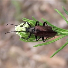 Unidentified Beetle (Coleoptera) at Kingsdale, NSW - 31 Oct 2024 by glbn1